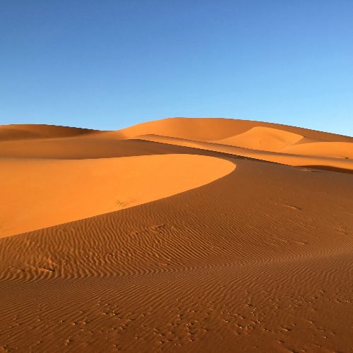Sand dunes under a clear blue sky with ripples in the sand. Warm tones create a serene and vast desert landscape. morocco sahara in spring.