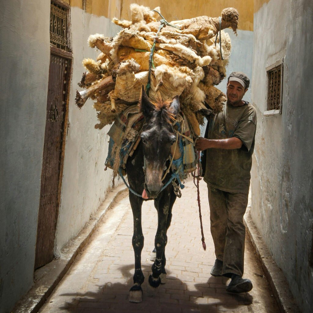 A man walks a donkey laden with wool through a narrow alley with textured walls. The scene is filled with earthy tones and sunlight in morocco during eid al adha.