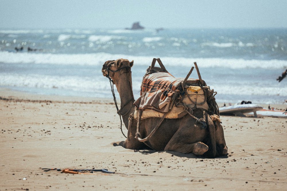 A camel sitting next to a beach in Agadir Morocco