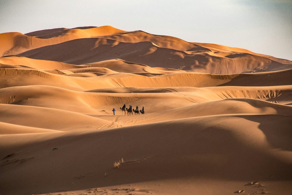Camels and a person traverse golden sand dunes under a clear sky in erg chebbi, morocco.